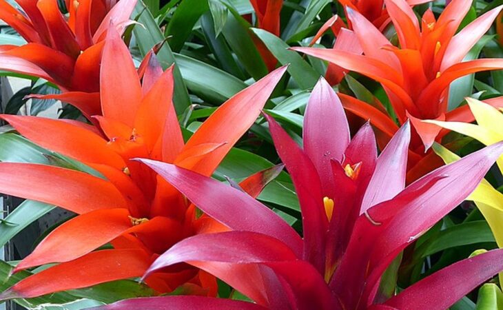 bromelia guzmania