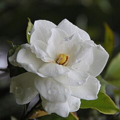 gardenia vaso