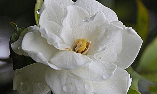 gardenia vaso