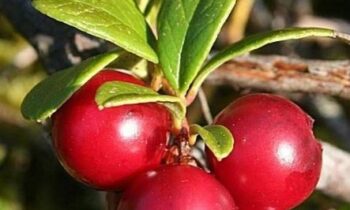 uva ursina