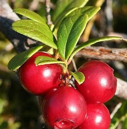 uva ursina
