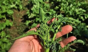 cime di rapa coltivazione