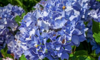 ortensie blu