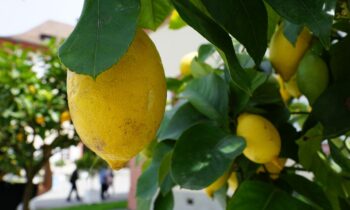 alberi di limoni