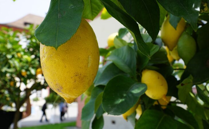 alberi di limoni