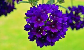 verbena pianta