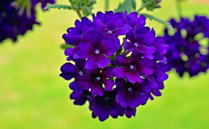 verbena pianta