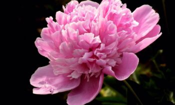 fiori peonie