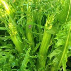 puntarelle periodo