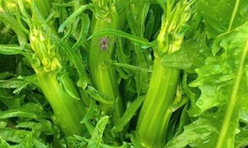 puntarelle periodo