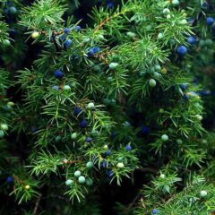 ginepro albero