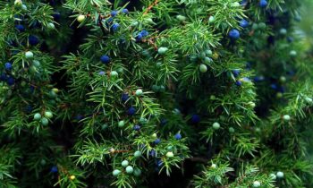 ginepro albero