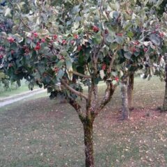 frutto selvatico