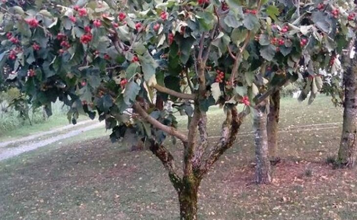 frutto selvatico