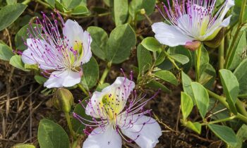 fiore del cappero