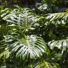 pianta monstera