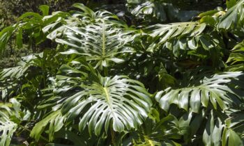 pianta monstera