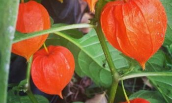frutto esotico arancione