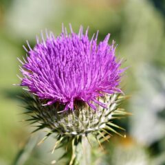 cardo fiore