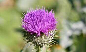cardo fiore