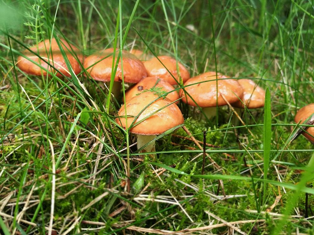 funghi porcini coltivati