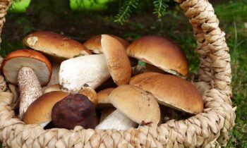 come coltivare i funghi porcini