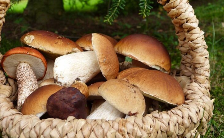 come coltivare i funghi porcini