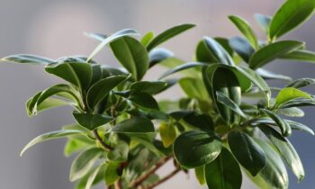 ficus pianta