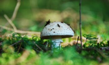 coltivazione dei funghi