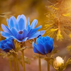 fiori anemone