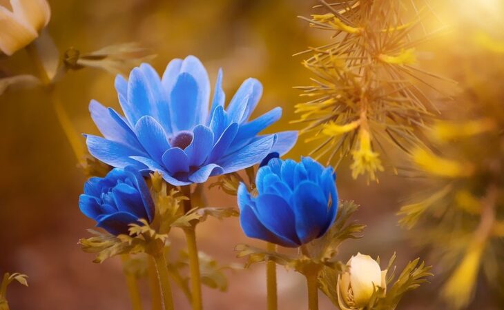 fiori anemone