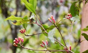 eugenia caryophyllus