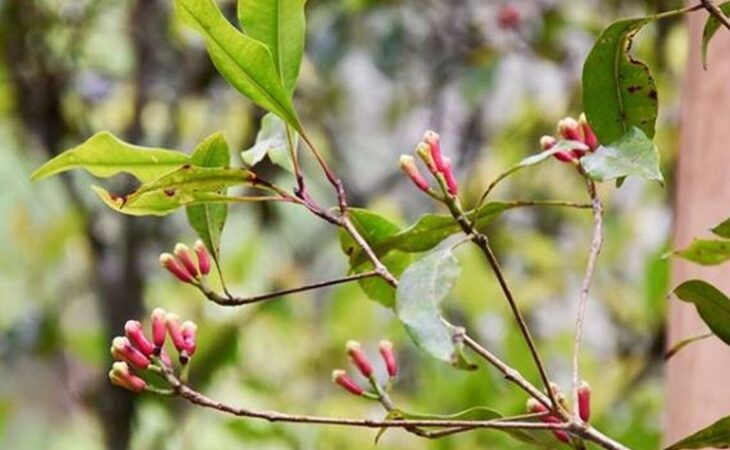 eugenia caryophyllus