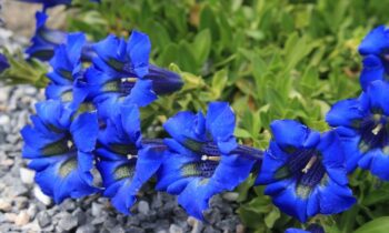 fiori alpini