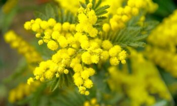 piante di mimosa