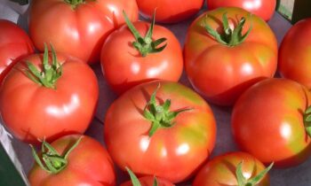 come incannare i pomodori