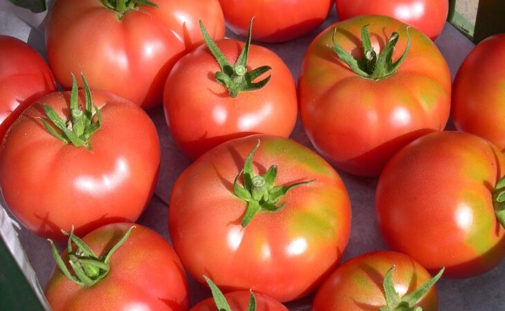 come incannare i pomodori