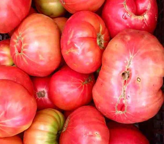 pomodori rosa