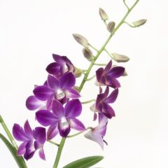cambria orchidea