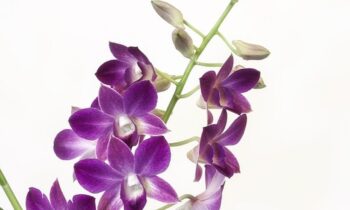 cambria orchidea