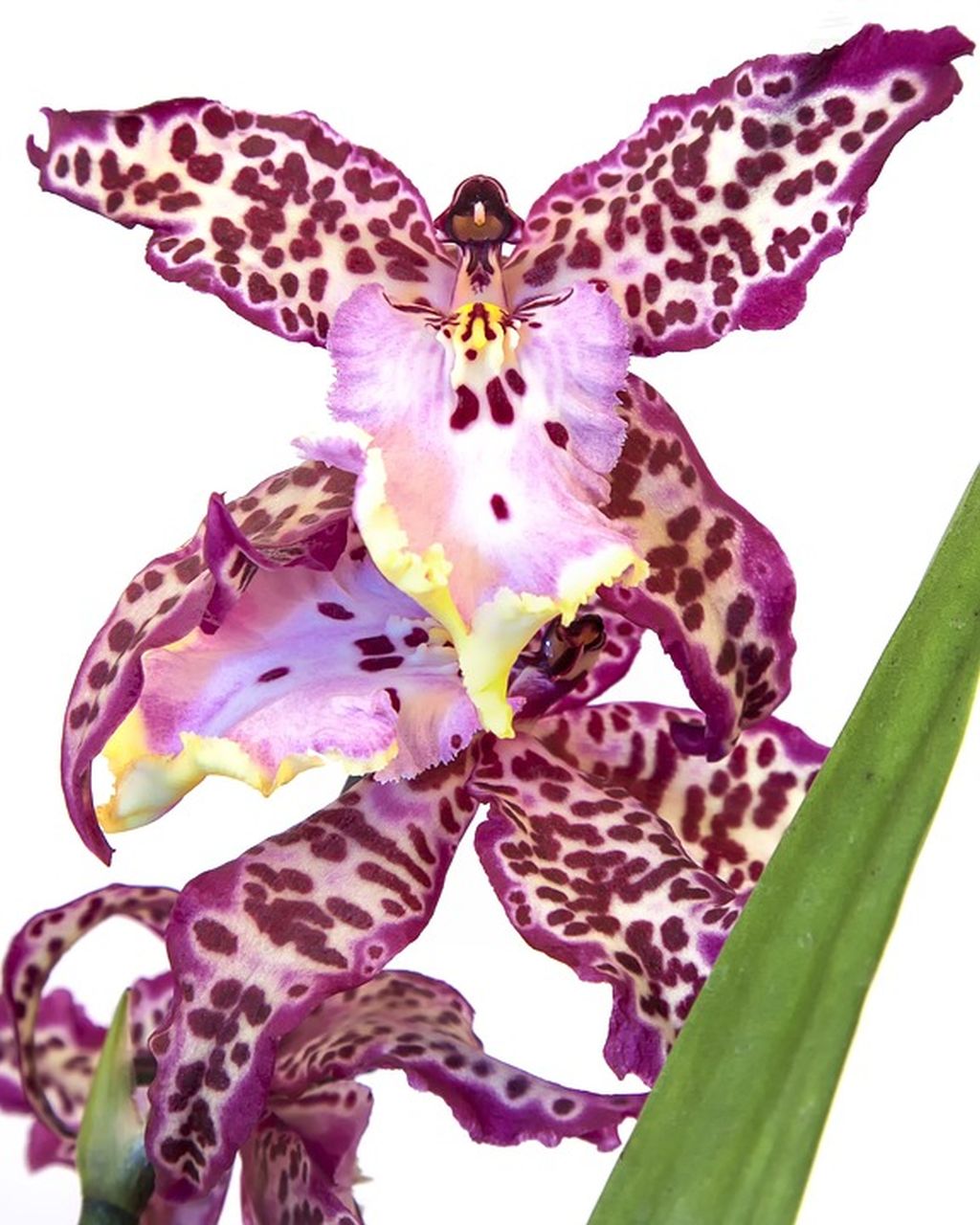 orchidea fiorisce