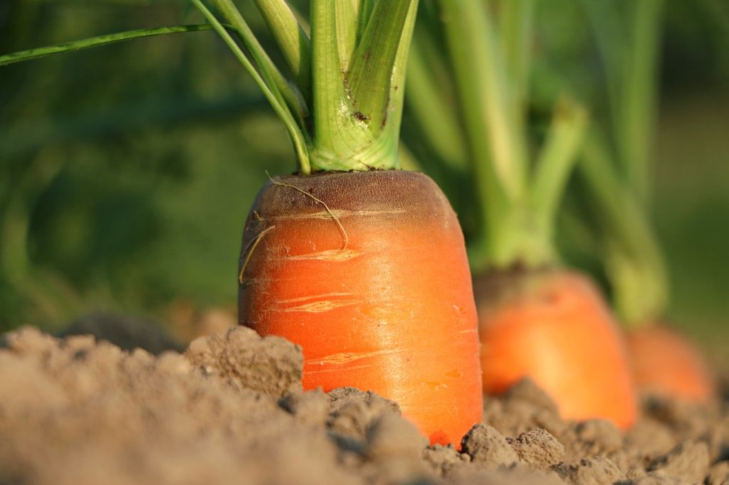 semina carote
