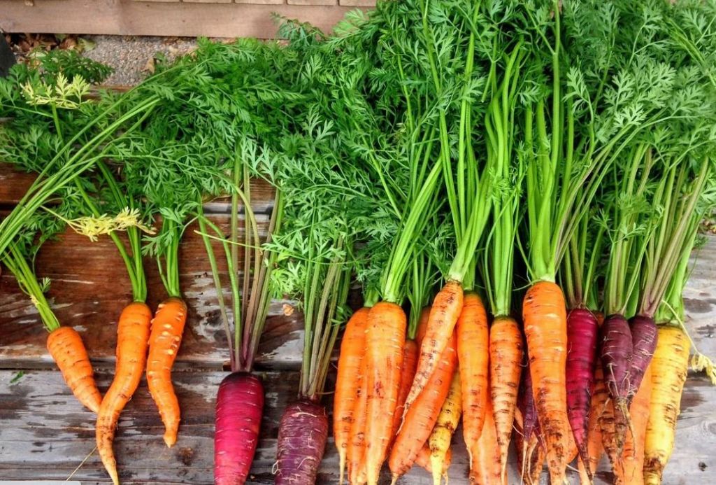 coltivazione carote