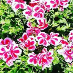 pelargonium grandiflorum
