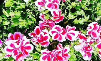 pelargonium grandiflorum
