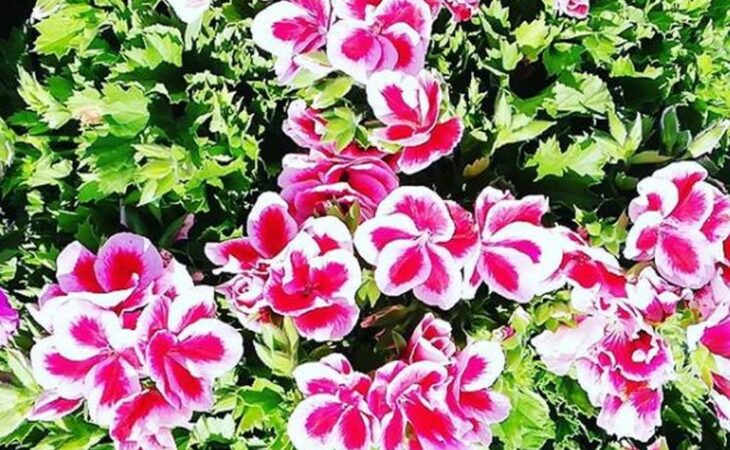 pelargonium grandiflorum