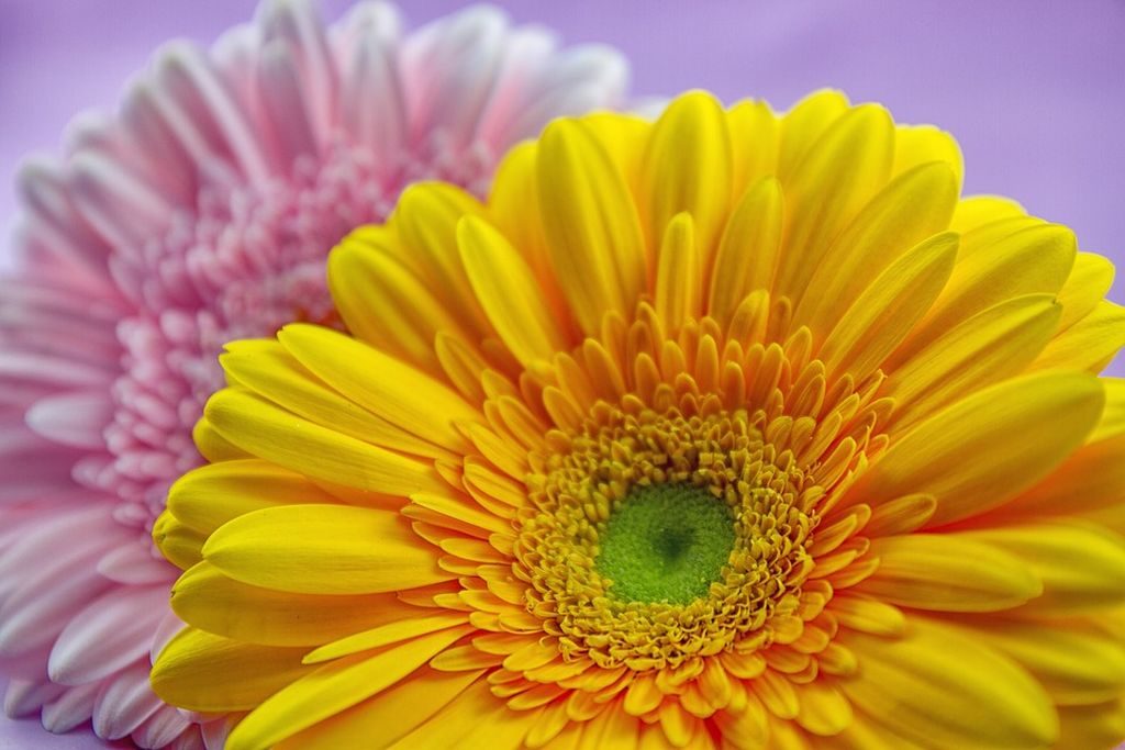 gerbera cura