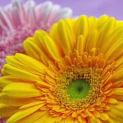 gerbera cura