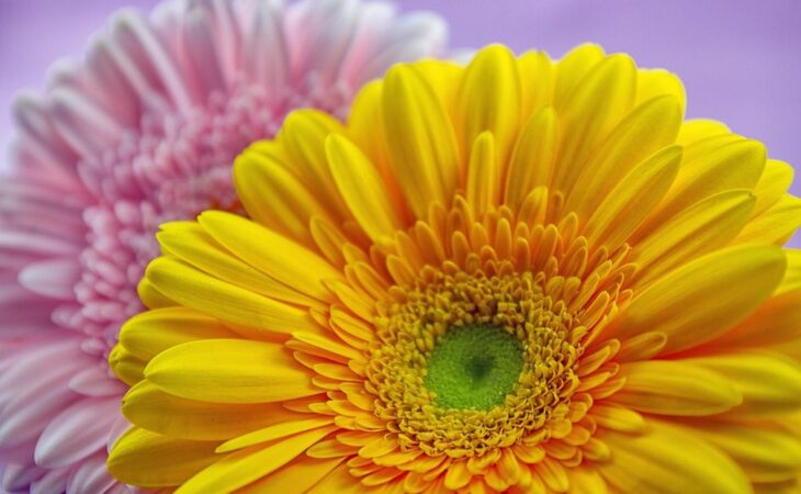 gerbera cura