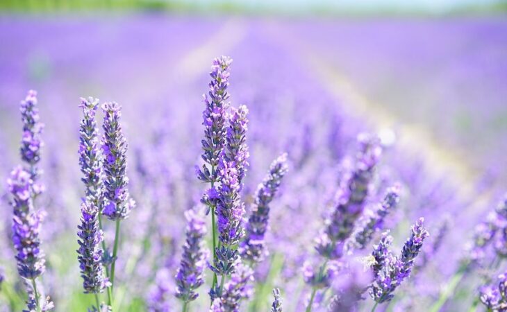 lavanda pianta cure